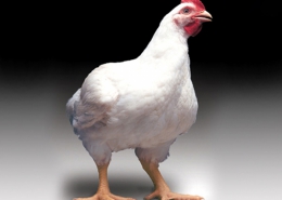 توجیهی طرح ایجاد واحد پرورش مرغ مادر گوشتی